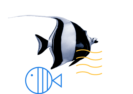 Angelfish illustration