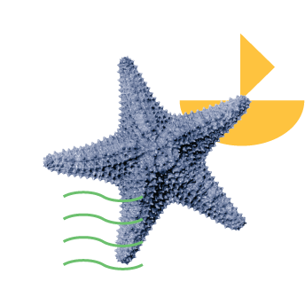 Starfish illustration